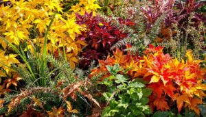 Verblühtes im Herbstbeet: Was Sie jetzt abschneiden müssen und was als Winterschutz stehen bleiben darf