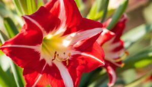 Für ein zweites Leben: Wie Sie Amaryllis erneut zum Blühen bringen
